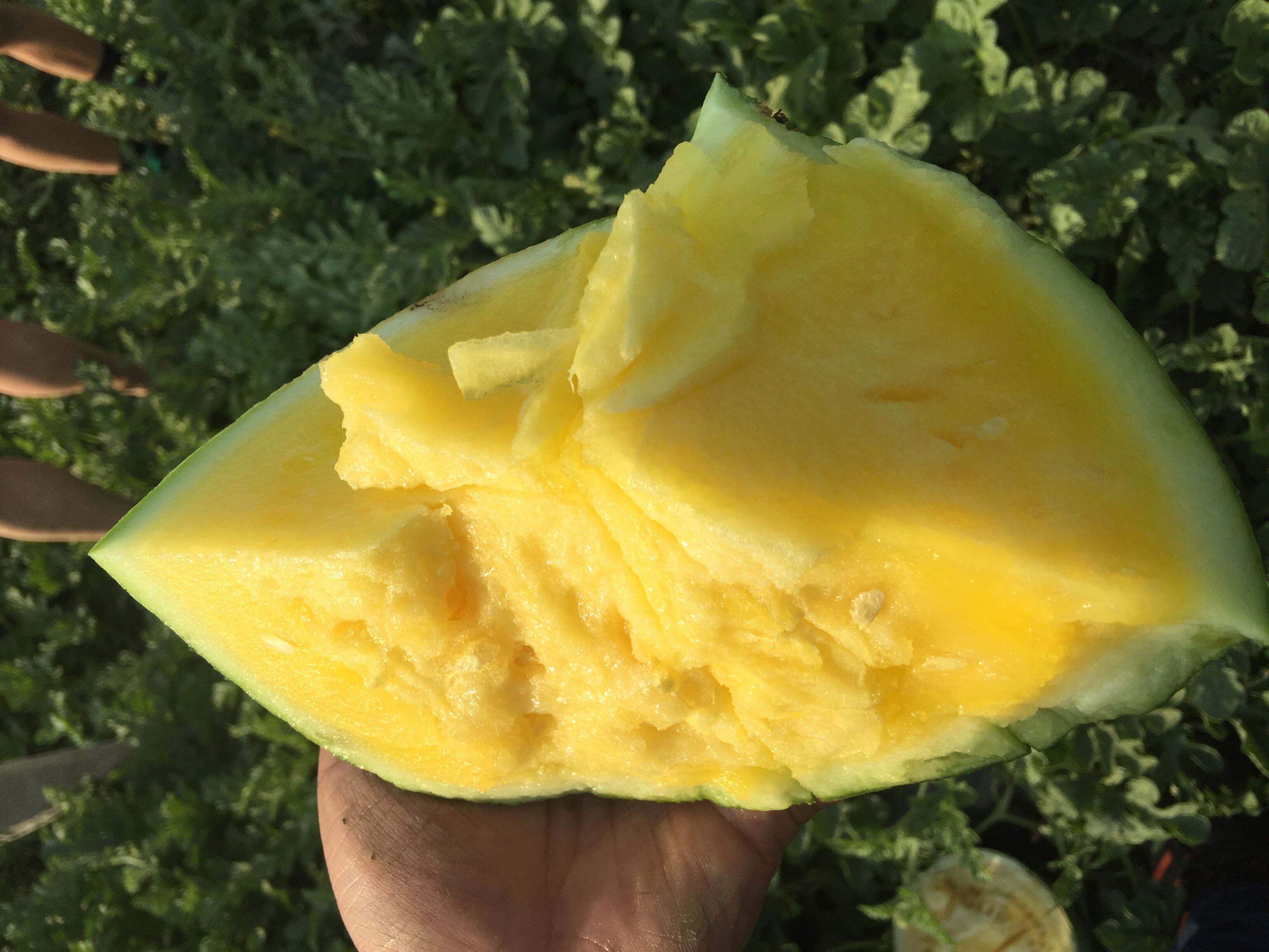 Wholesale Yellow Flesh Hybrid Seedless Watermelon Seeds With Good Package Manufacturer And